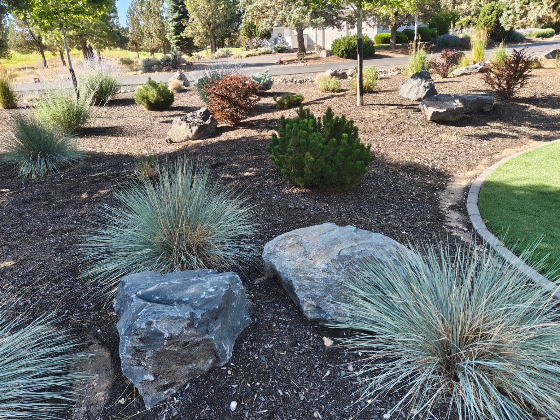 Basalt boulders paired with blue oat grass and mugo pine in a low-water Bend Oregon landscape design in Tumalo, OR by A1 Lawn & Landscape of Bend
